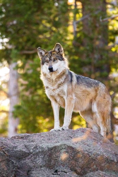 Featured Animals - Mexican Wolf - CMZoo