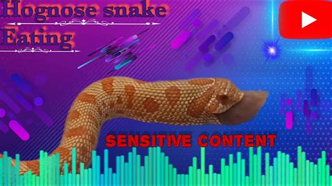 my snake eating! - YouTube