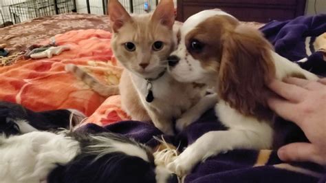 Cavaliers and our Cat Oliver (How Cavaliers interact with other Animals) - YouTube