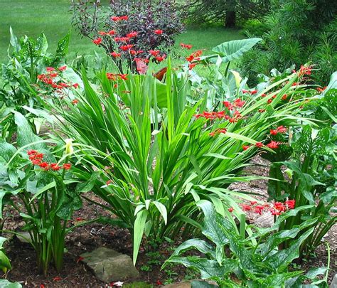 Crocosmias: Plant Care and Collection of Varieties - Garden.org