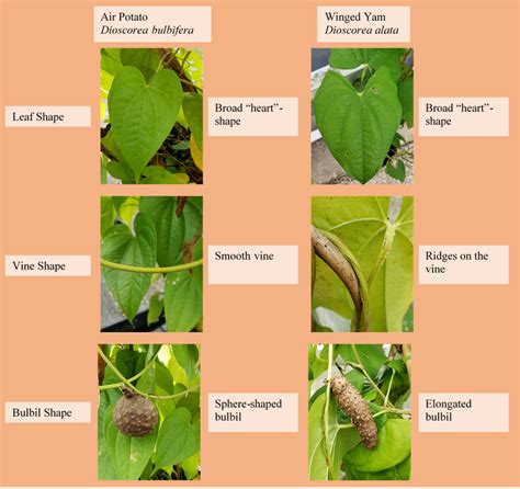 Types Of Vine Leaves
