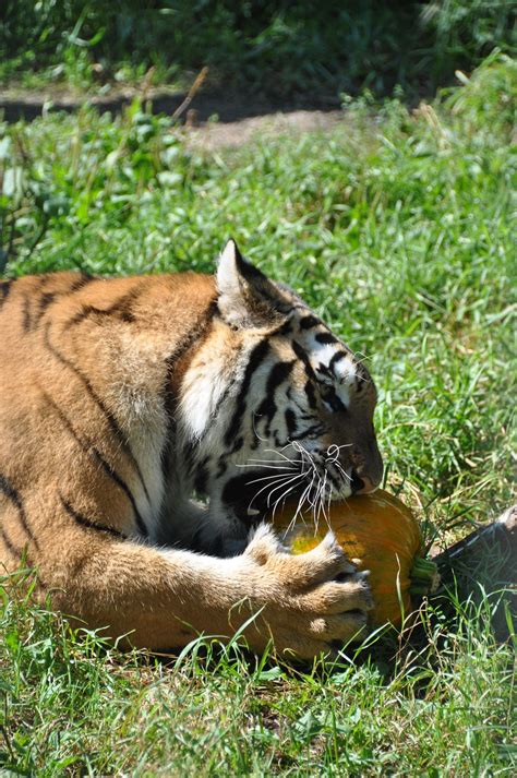 One of our Amur tigers playing with a pumpkin grown in the Edmonton ...