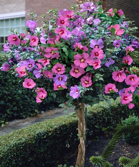 Rose of Sharon Hibiscus Tree » So pretty! #hibiscustree | Hibiscus tree, Rose of sharon tree ...