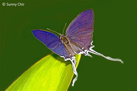 Butterflies of Singapore: Life History of the Common Imperial