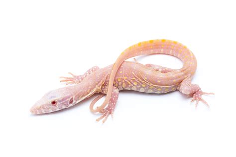 Lizards | Outback Reptiles