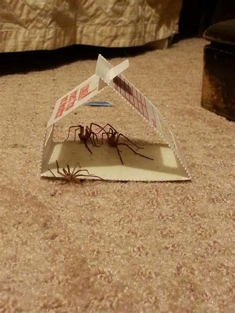 Catching Bedroom Spiders - Spider Traps - Guide