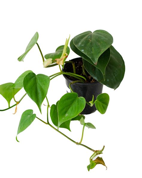 Heartleaf Philodendron – Springer Garden