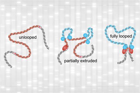 Structures considered key to gene expression are surprisingly fleeting | MIT News ...