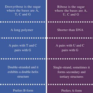 (PDF) Difference Between DNA and RNA