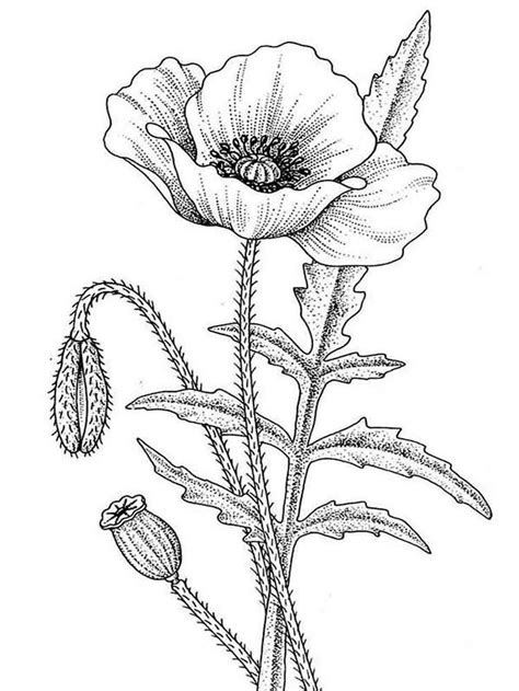 Poppies Drawing