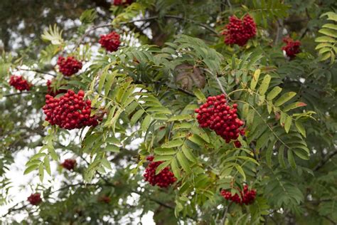 European Mountain Ash - Sorbus Aucuparia | Decidous Trees | Cold Stream Farm