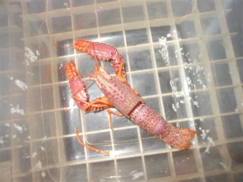 Crayfish molting duration - Aquarium Advice - Aquarium Forum Community