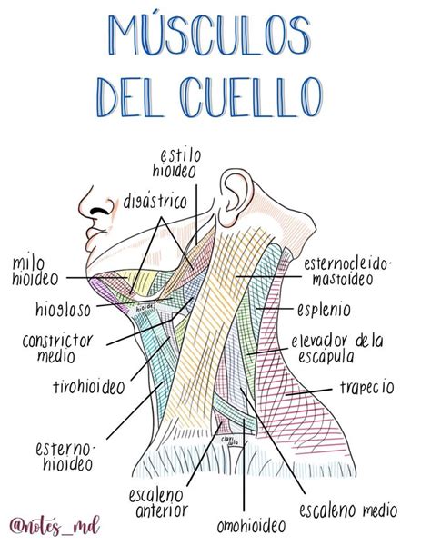 Musculos Cuello Anatomia Musculos Cuello Anatomia Cuerpo Humano The | sexiezpix Web Porn