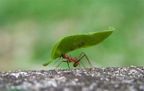 10 cool facts about ants! - National Geographic Kids