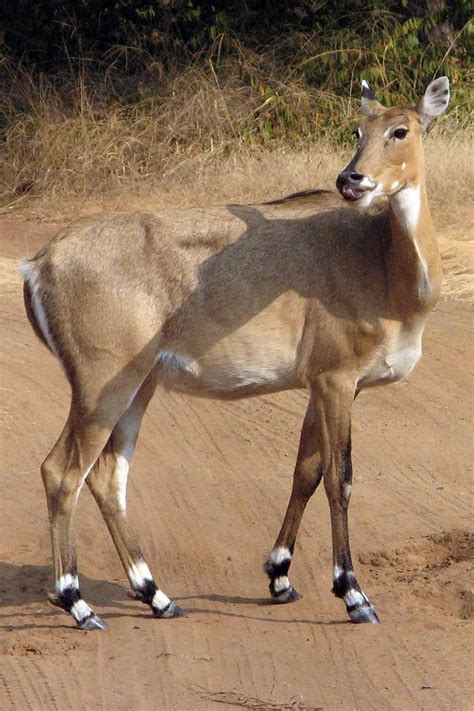 32 best images about Nyala, Waterbuck, & Bushbuck antelopes on Pinterest | Africa, Note and Medicine