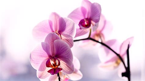 The Real Meaning Of An Orchid Tattoo