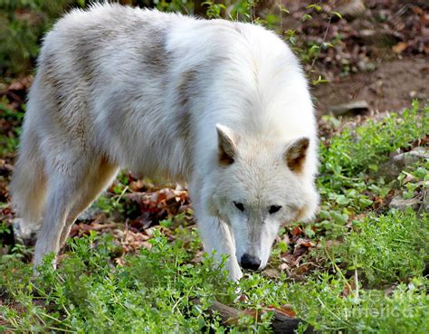 A Female Gray Wolf Photograph by Eva Thomas