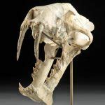 Rare Fossilized Sabertooth Hoplophoneus Skull - Auction Daily