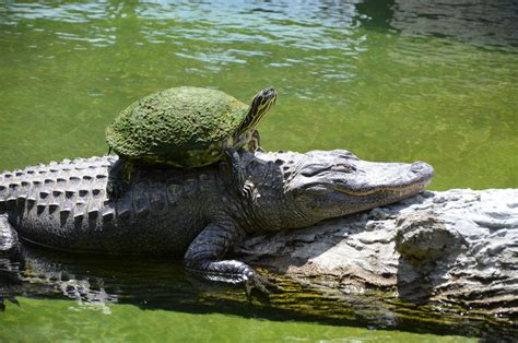 Crocodile Vs Alligator Everglades