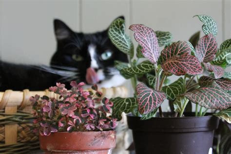 Six Toxic Plants to Pets | Leaf and Paw