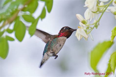 Bee Hummingbird. The smallest bird in the world.