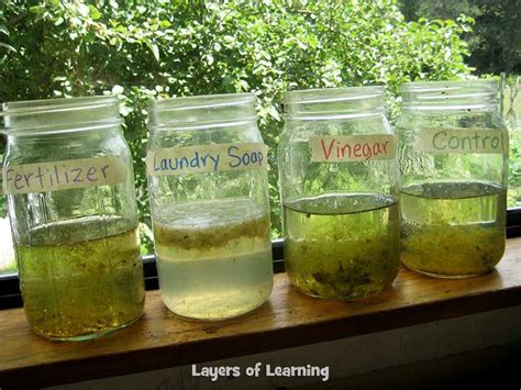 Algae and Pollution Experiment | Environmental science projects ...