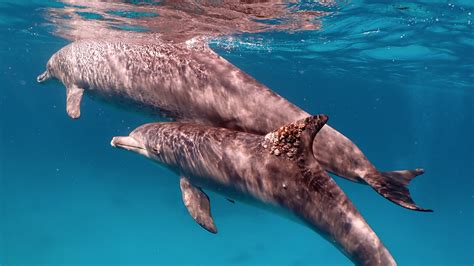 Dolphin Skincare: How These Sea Mammals Seem to Self-Medicate Their ...