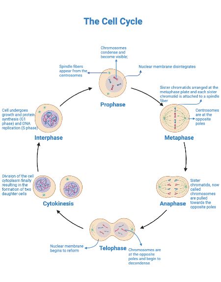 Genetic Makeup Of Daughter Cells In Mitosieiosis - Mugeek Vidalondon