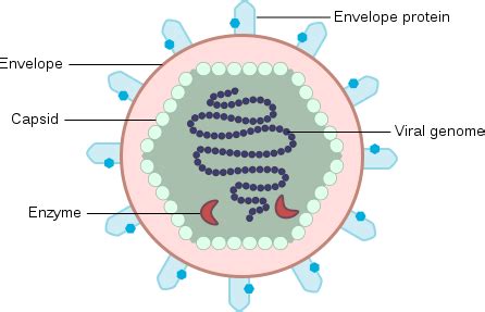 Virus Structure Diagram