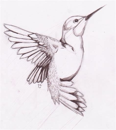 Hummingbird Flying Drawing