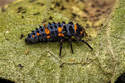 Convergent Lady Beetle Larva 13070831 Stock Photo at Vecteezy