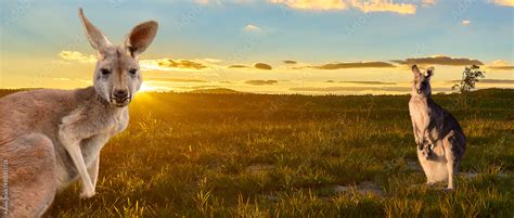 kangaroos with sunset Australia outback Stock Photo | Adobe Stock