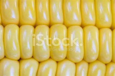 Corn Kernels Stock Photo | Royalty-Free | FreeImages