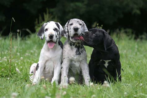 Great Dane: World's largest dogs are gentle giants