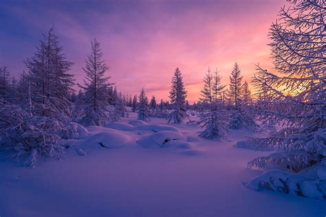 Winter Forest Wallpapers - Wallpaper Cave