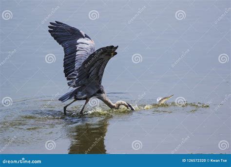 Great Blue Heron Hunting a Fish Stock Photo - Image of background, heron: 126572320