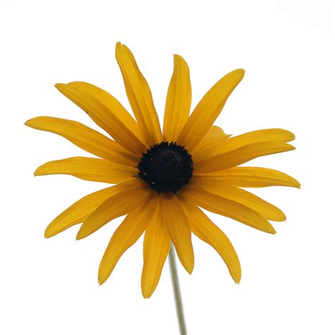 Rudbeckia on Behance