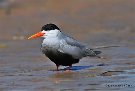 Black bellied tern - Alchetron, The Free Social Encyclopedia