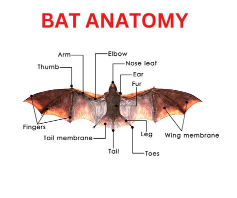 Bat Facts for Kids (All You Need to Know!)