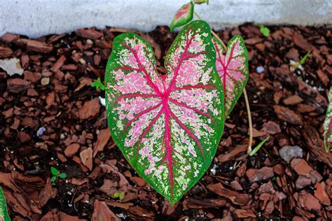 How to Grow Caladium Indoors