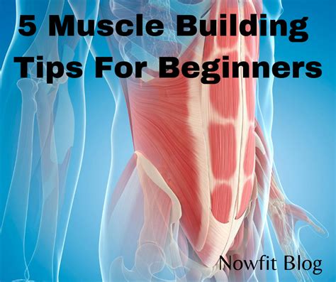 5 Muscle Building Tips For Beginners - Nowfit Health And Wellness Coach