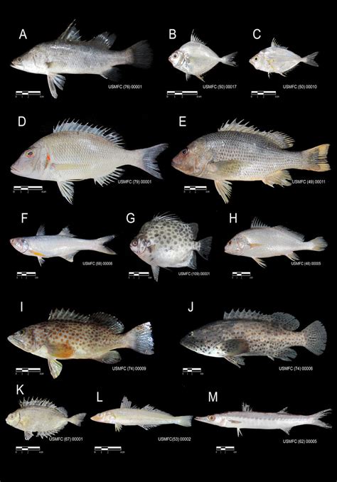 Photographs of a selection of fish specimens (in lateral view) from the... | Download Scientific ...