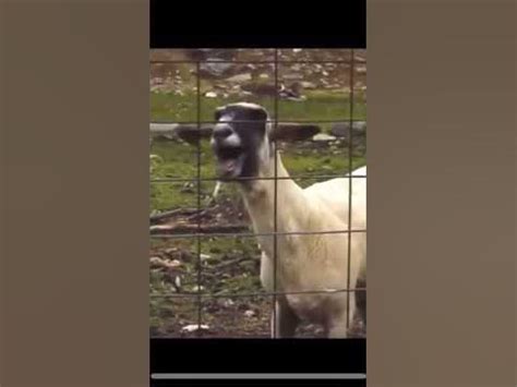 Screaming goat meme - YouTube