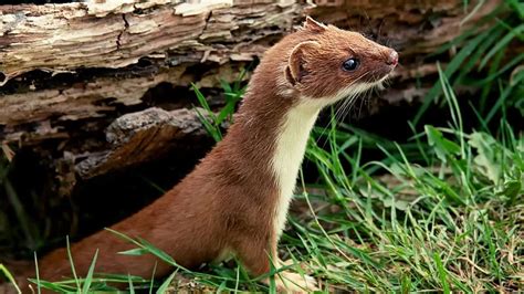 7 Reasons Agains Least Weasels As Pets - Koalapets