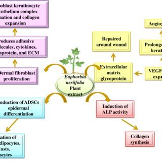 Mechanism of normal wound healing. (VEGF: vascular endothelial growth... | Download Scientific ...