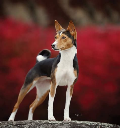 Basenji Colors and Markings - From Standard to Rare Coats