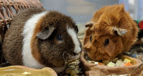 New at the Zoo: Guinea Pigs | Smithsonian's National Zoo