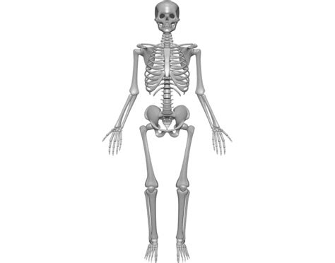 axial and appendicular skeleton Quiz