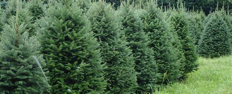 Balsam Fir - Christmas Tree Farm