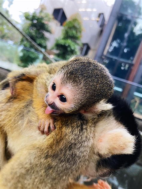 Taronga Zoo - ZooBorns